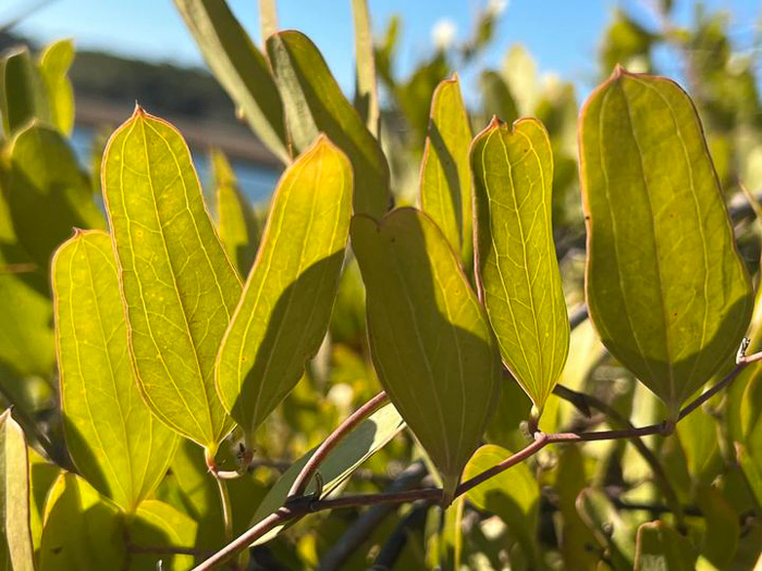 image of Smilax auriculata, Dune Greenbrier