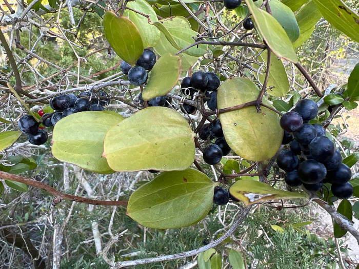 image of Smilax auriculata, Dune Greenbrier