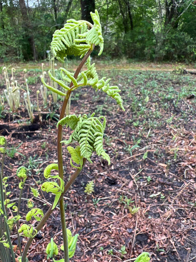 image of Osmunda spectabilis, American Royal Fern