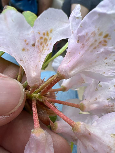 image of Rhododendron carolinianum, Carolina Rhododendron, Punctatum