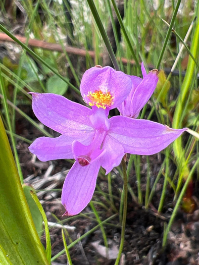 image of Calopogon barbatus, Bearded Grass-pink