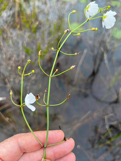 image of Sagittaria chapmanii, Chapman's Arrowhead