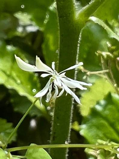 image of Thalictrum clavatum, Mountain Meadowrue, Lady-rue