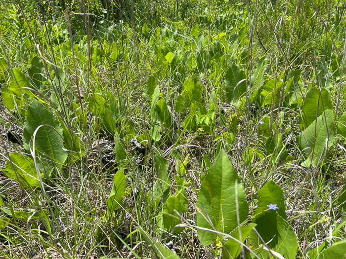 image of Silphium terebinthinaceum, Prairie-dock, Broadleaf Prairie-dock