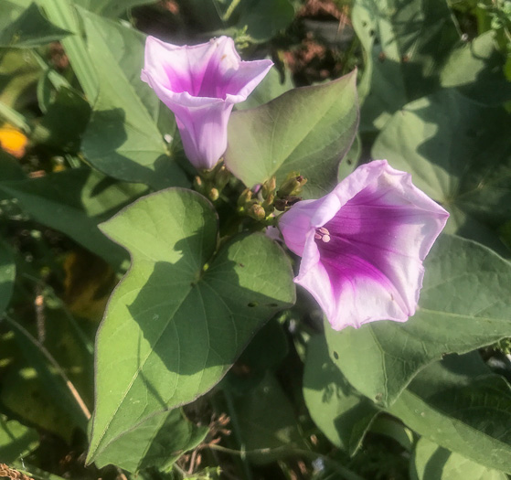 image of Ipomoea batatas, Sweet Potato