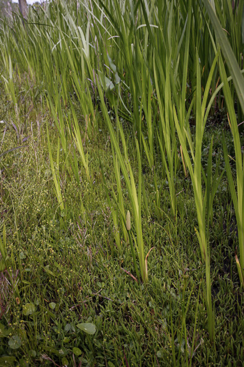 image of Acorus calamus, European Sweetflag, European Calamus