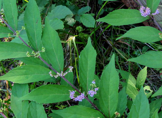 image of Callicarpa dichotoma, Chinese Beautyberry, Purple Beautyberry