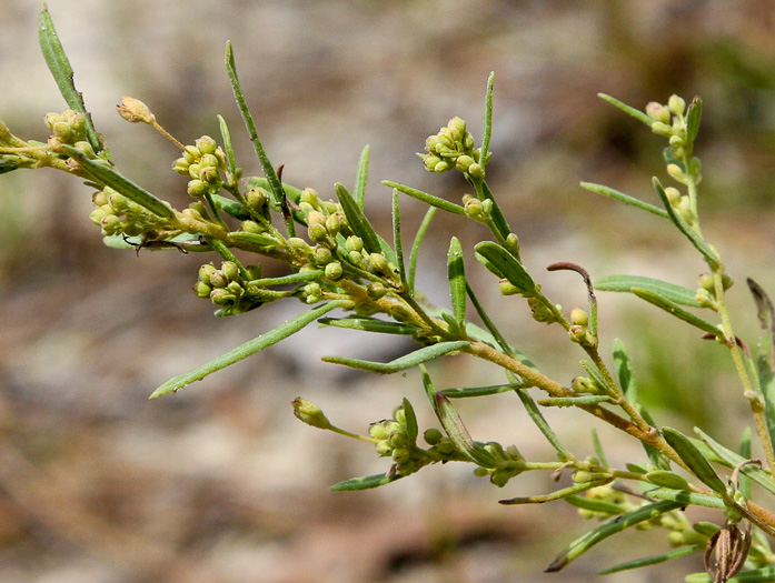 image of Crocanthemum rosmarinifolium, Rosemary Sunrose, Rosemary Frostweed