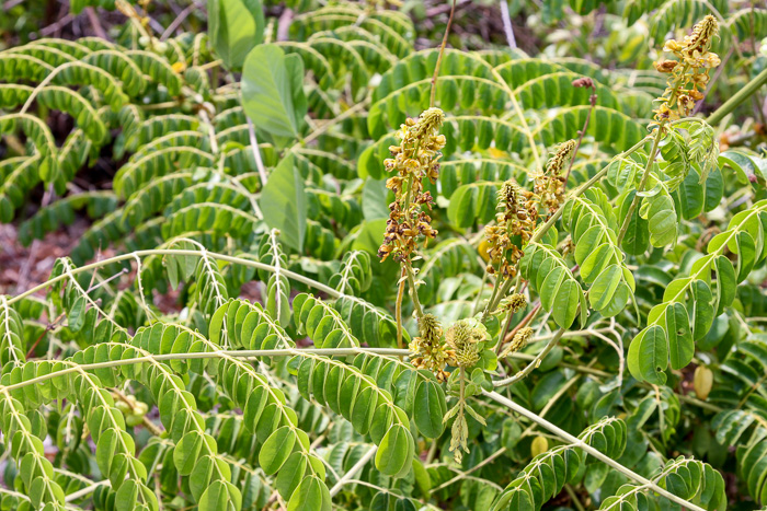 image of Guilandina bonduc, Gray Nicker, Holdback