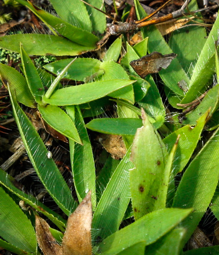 image of Dichanthelium strigosum var. leucoblepharis, Dwarf Witchgrass