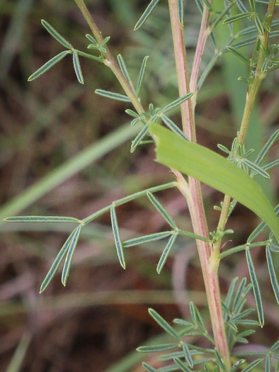 image of Dalea purpurea, Purple Prairie-clover