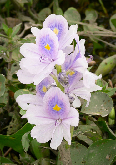 Water-hyacinth