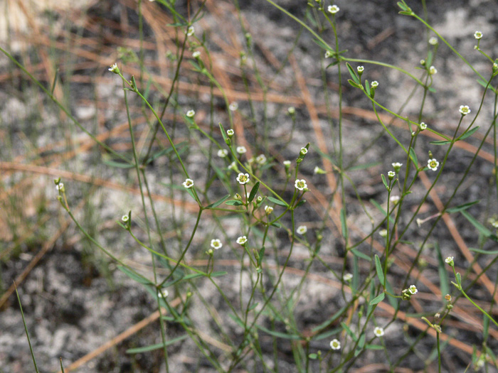 image of Euphorbia curtisii, White Sandhills Spurge, Curtis's Spurge