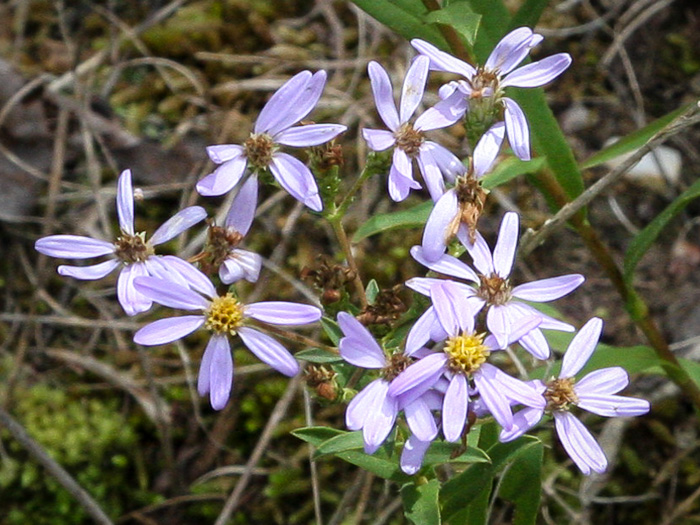 image of Eurybia compacta, Slender Aster