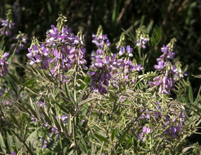 image of Galega officinalis, Professor-weed, Goat's Rue