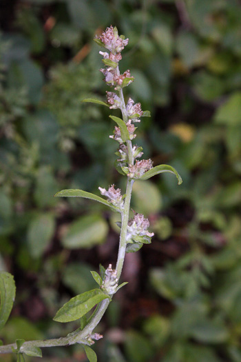 image of Gamochaeta antillana, Narrowleaf Cudweed, Caribbean Everlasting, Delicate Everlasting