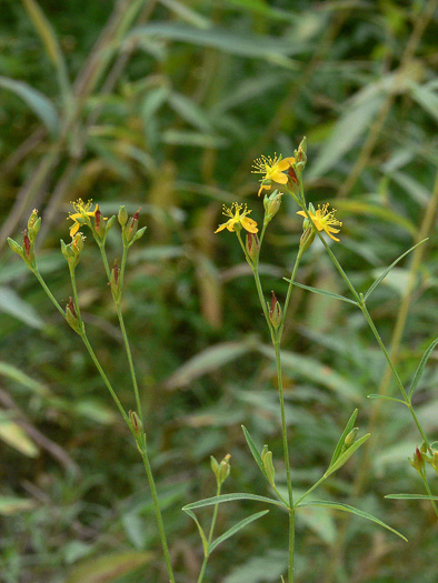 image of Hypericum canadense, Canada St. Johnswort