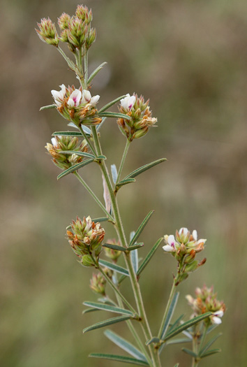 image of Lespedeza angustifolia, Narrow-leaved Lespedeza, Narrowleaf Bush-clover