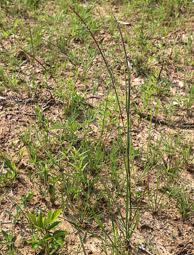 image of Mnesithea cylindrica, Carolina Jointgrass