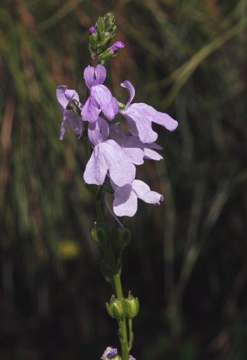 image of Linaria texana, Texas Toadflax