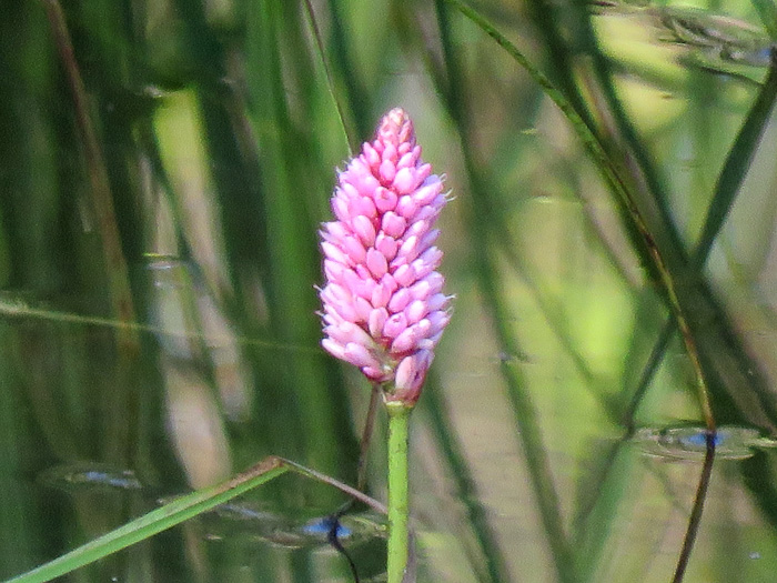 Persicaria amphibia ssp. laevimarginata, Water Smartweed, Scarlet Smartweed