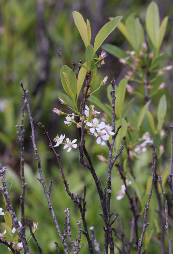 image of Prunus susquehanae, Susquehanna Cherry, Appalachian Sand Cherry, Appalachian Dwarf-cherry