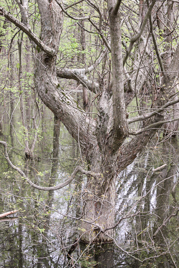 image of Planera aquatica, Planer-tree, Water-elm