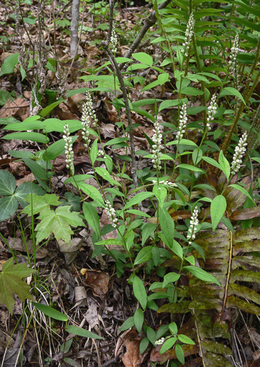 image of Polygala senega +, Seneca Snakeroot