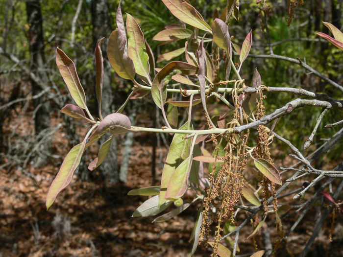 Bluejack Oak