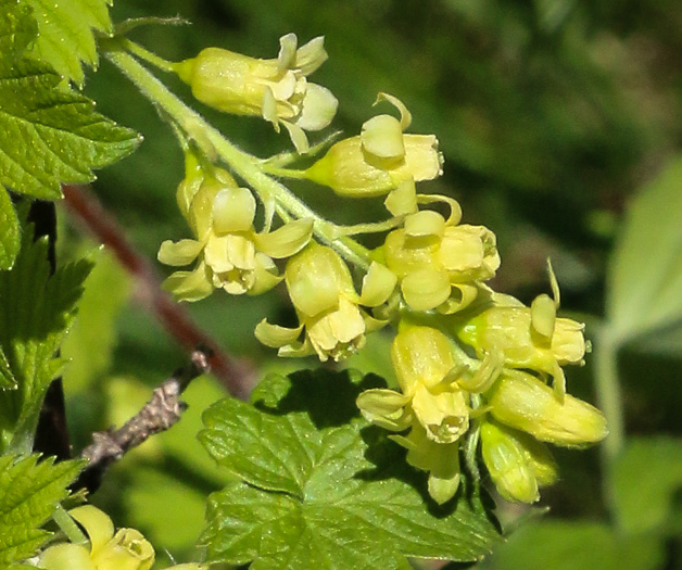 image of Ribes americanum, Wild Black Currant, American Black Currant