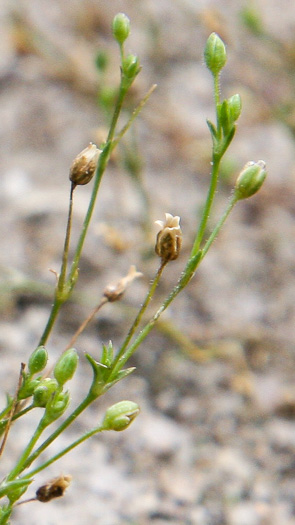 image of Sagina decumbens, Trailing Pearlwort, Eastern Pearlwort, Annual Pearlwort