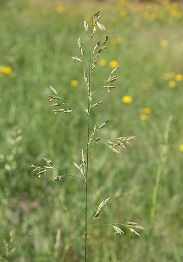 image of Lolium pratense, Meadow Fescue