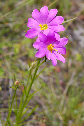 image of Sabatia gentianoides, Pinewoods Rose-gentian, Pinewoods Rose-pink