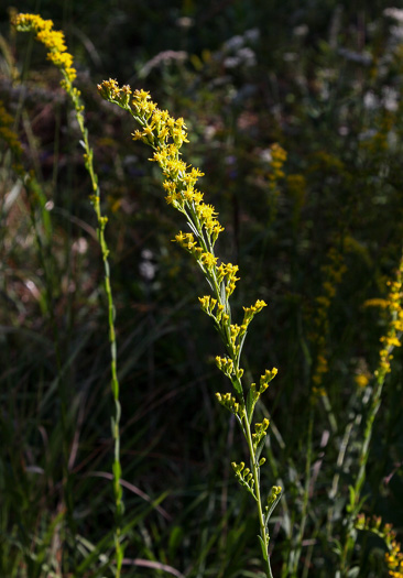 image of Solidago austrina, Piedmont Wand Goldenrod