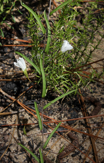 image of Stylisma angustifolia, Narrowleaf Dawnflower