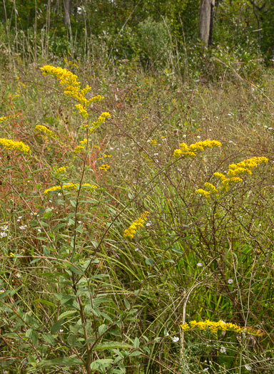 image of Solidago rugosa var. celtidifolia, Hackberry-leaf Goldenrod