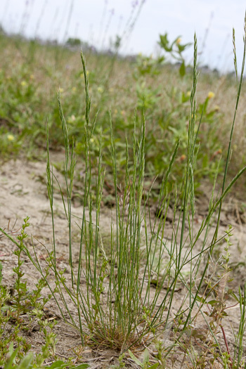 image of Festuca octoflora var. octoflora, Southern Six-weeks Fescue