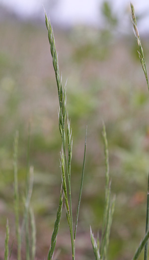 image of Festuca octoflora var. octoflora, Southern Six-weeks Fescue