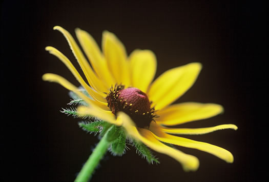 image of Rudbeckia hirta var. hirta, Woodland Black-eyed Susan