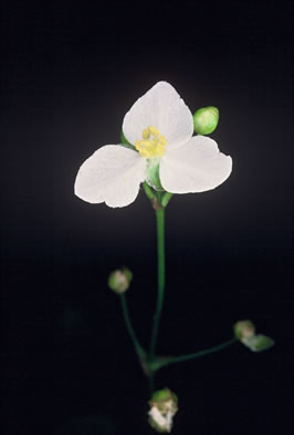 image of Sagittaria fasciculata, Bunched Arrowhead