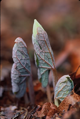 image of Sanguinaria canadensis, Bloodroot, Red Puccoon