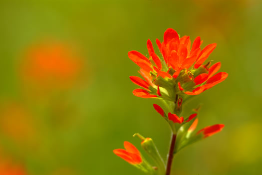 image of Castilleja coccinea, Eastern Indian Paintbrush, Scarlet Indian Paintbrush, Eastern Paintbrush