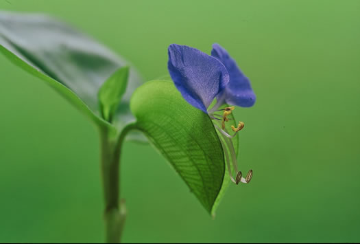 image of Commelina communis, Asiatic Dayflower, Common Dayflower