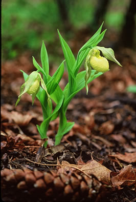 image of Cypripedium parviflorum var. pubescens, Large Yellow Lady's Slipper