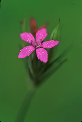 image of Dianthus armeria, Deptford Pink