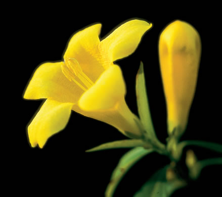 image of Gelsemium sempervirens, Carolina Jessamine, Yellow Jessamine