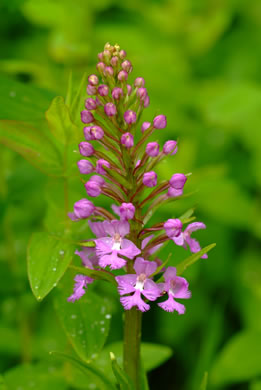 image of Platanthera psycodes, Small Purple Fringed Orchid, Butterfly Orchid, Lesser Purple Fringed Orchid