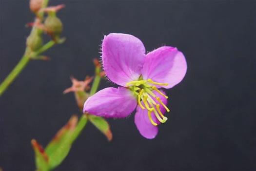 image of Rhexia virginica, Virginia Meadowbeauty, Wingstem Meadowbeauty, Deergrass