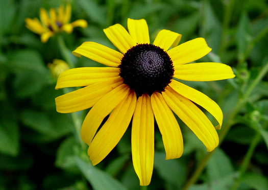 image of Rudbeckia hirta var. hirta, Woodland Black-eyed Susan