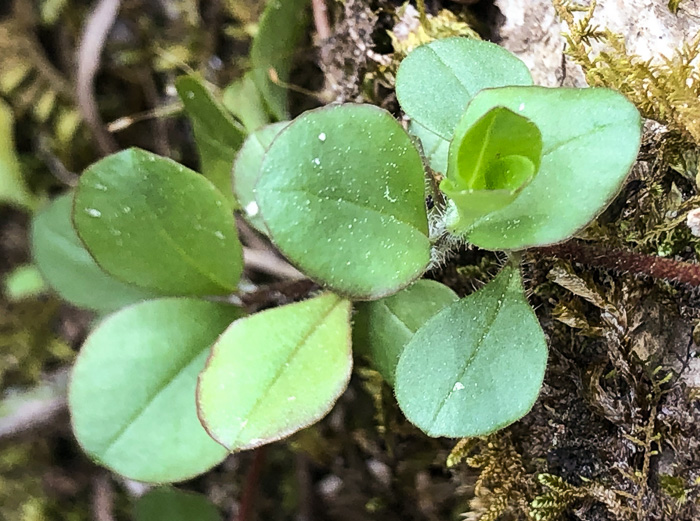 image of Phlox stolonifera, Creeping Phlox